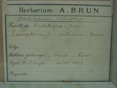 Un cadre vitré contenant une planche d'herbier...