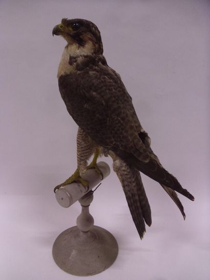 Faucon pèlerin (Falco peregrinus) (I/A-CE)...