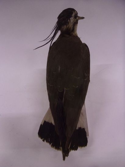Vanneau huppé (Vanellus vanellus) (CH) :...