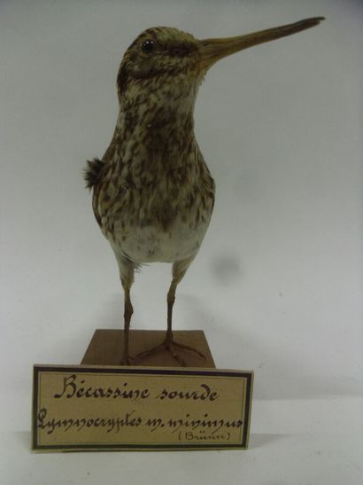 Bécassine sourde (Lymnocryptes minimus) (CH)...