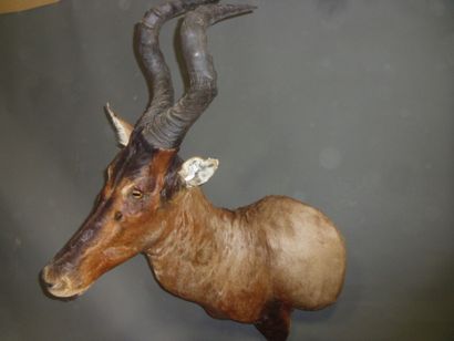 Bubale caama (Alcelaphus caama) (CH) : tête...