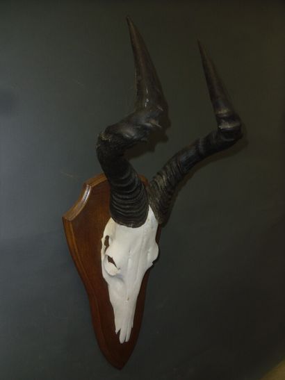 Bubale caama (Alcelaphus caama) (CH) : massacre...