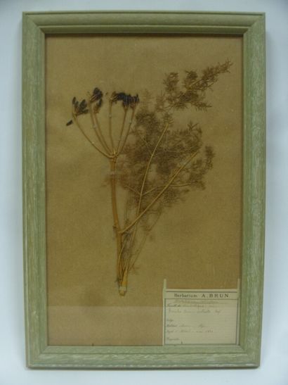 Un cadre vitré contenant une planche d'herbier...