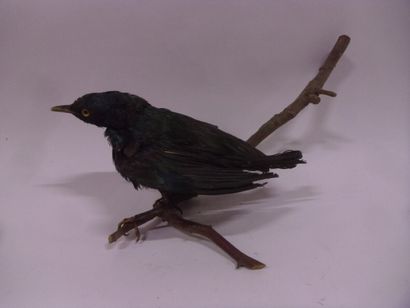 Choucador à oreillons bleus (Lamprotornis...