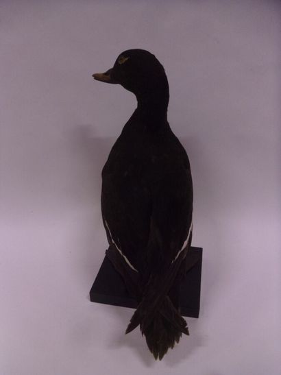 Macreuse brune (Melanitta fusca) (CE) : spécimen...