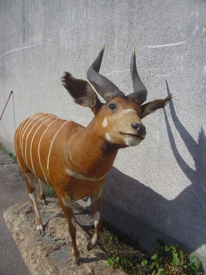 Bongo (Boocercus euryceros) (CH) : magnifique...