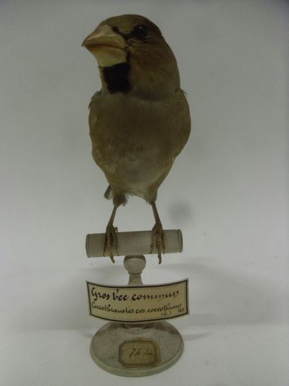 Gros-bec casse-noyaux (Coccothraustes coccothraustes)...