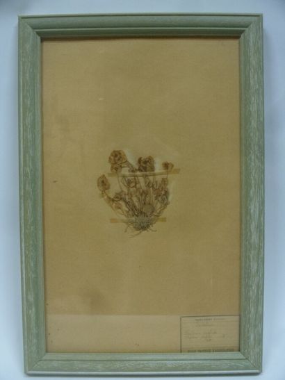 Un cadre vitré contenant une planche d'herbier...