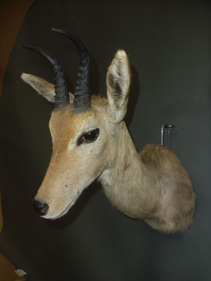 Redunca de montagne (Redunca fulvorufola...