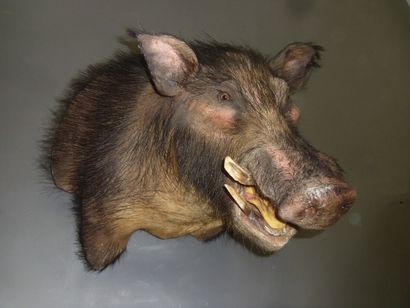Hylochère (Hylochoerus meinertzhageni) (CH)...