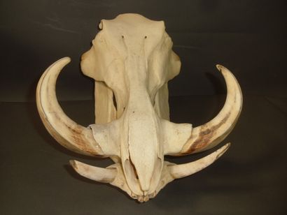 Phacochère d'Afrique (Phacochoerus aethiopicus)...