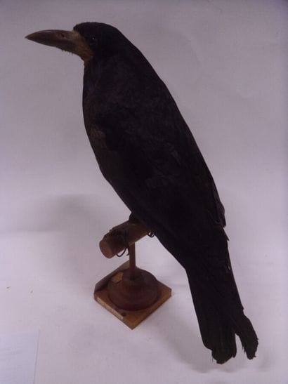 Corbeau freux (Corvus frugilegus) (CH) :...