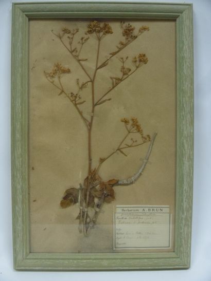 Un cadre vitré contenant une planche d'herbier...