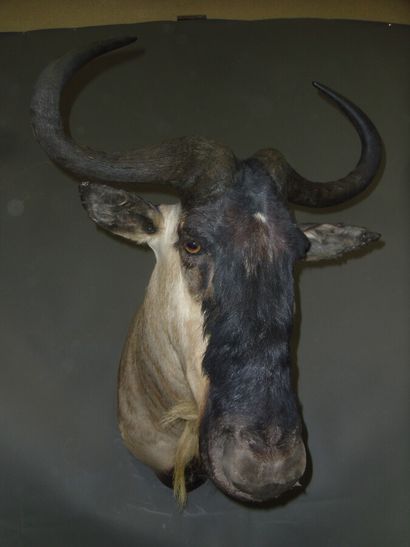 Gnou (Connochaetes taurinus) (CH) : tête...