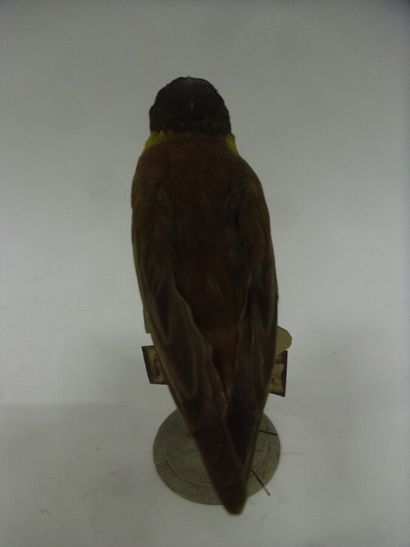 Bruant mélanocéphale (Emberiza melanocephala)...