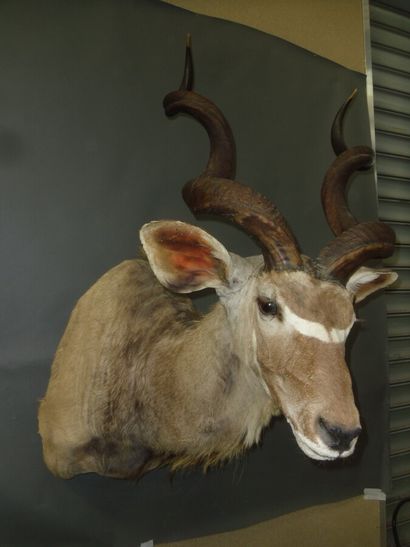 Grand koudou (Tragelaphus strepsiceros) (CH)...