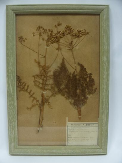 Un cadre vitré contenant une planche d'herbier...
