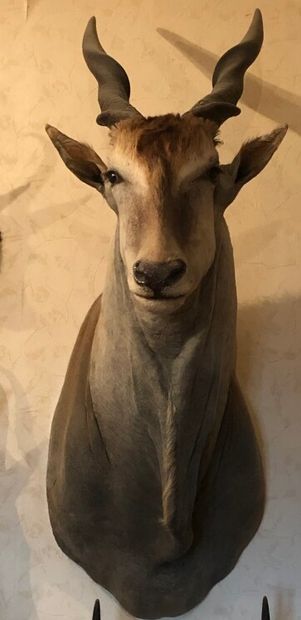 Elan du Cap (Taurotragus oryx) (CH) : tête...