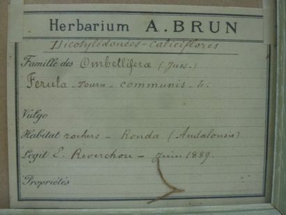 Un cadre vitré contenant une planche d'herbier...