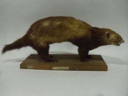 Putois d'Europe (Mustela putorius) (CH) :...