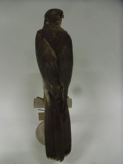 Epervier shikra (Accipiter badius) (II/B)...