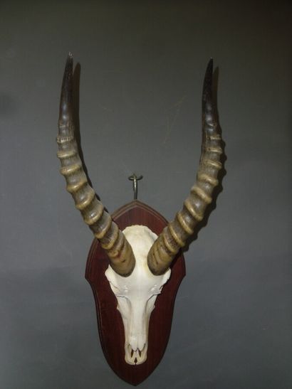 Blesbok (Damaliscus pygargus) (CH) : massacre...