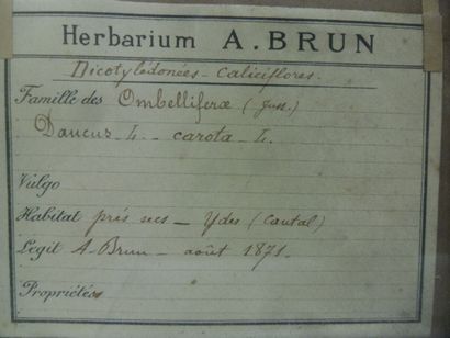 Un cadre vitré contenant une planche d'herbier...