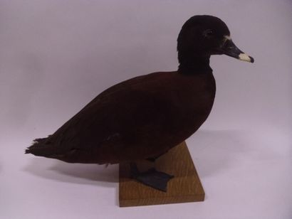Canard de Hartlaub (Pteronetta hartlaubii)...