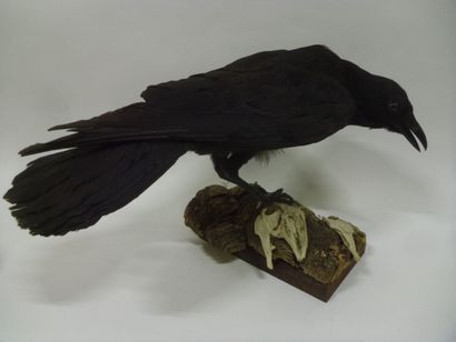 Corneille noire (Corvus corone) (CH) : spécimen...
