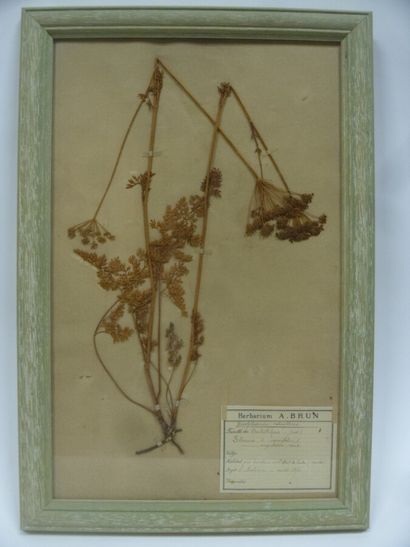 Un cadre vitré contenant une planche d'herbier...