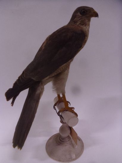 Epervier shikra (Accipiter badius) (II/B)...