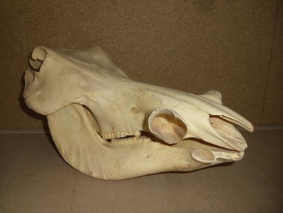 Phacochère d'Afrique (Phacochoerus aethiopicus)...