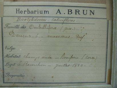 Un cadre vitré contenant une planche d'herbier...