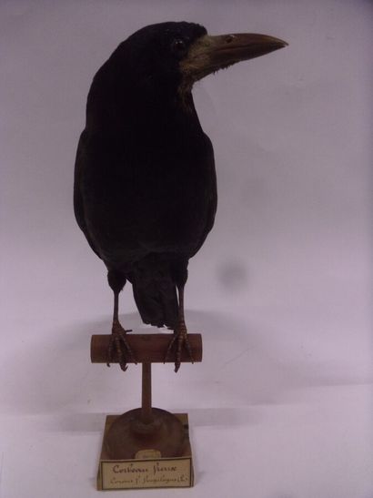 Corbeau freux (Corvus frugilegus) (CH) :...