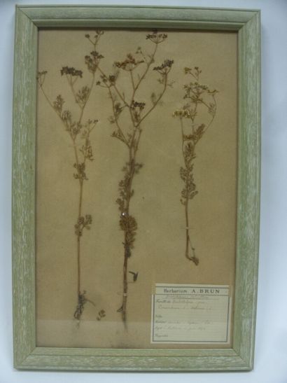 Un cadre vitré contenant une planche d'herbier...