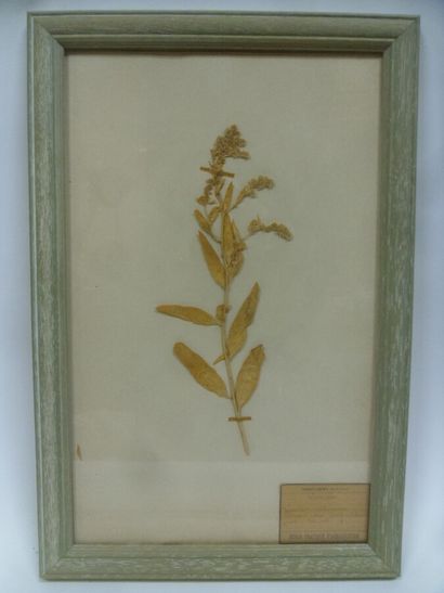 Un cadre vitré contenant une planche d'herbier...