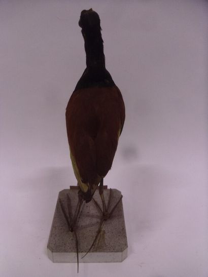 Jacana noir (Jacana jacana) (NR) : spécimen...