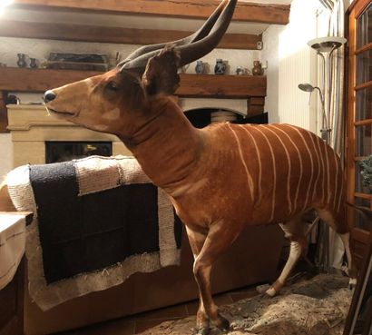 Bongo (Boocercus euryceros) (CH) : magnifique...
