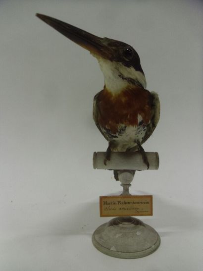 Martin-pêcheur vert (Chloroceryle americana)...