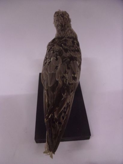 Bécasseau maubèche (Calidris canutus) (CH)...