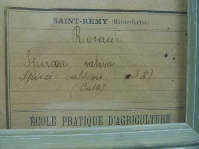 Un cadre vitré contenant une planche d'herbier...