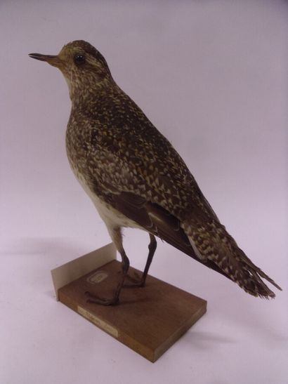 Pluvier doré (Pluvialis apricaria) (CH) :...