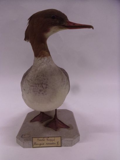 Harle bièvre (Mergus merganser) (CE) : spécimen...
