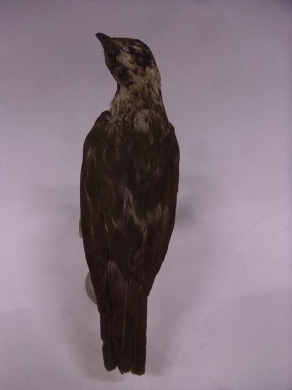 Araponga à gorge nue (Procnias nudicollis)...