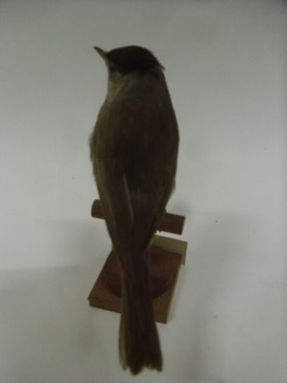 Fauvette à tête noire (Sylvia atricapilla)...