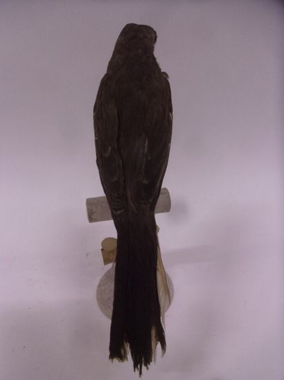 Moqueur polyglotte (Mimus polyglottos polyglottos)...