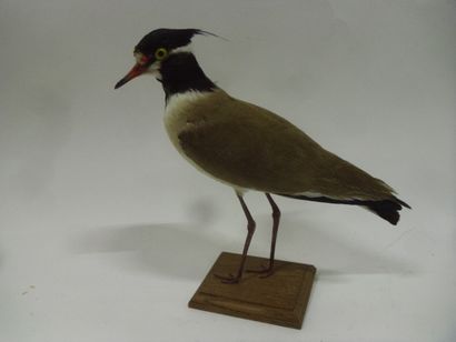 Vanneau à tête noire (Vanellus tectus) (NR)...
