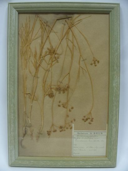 Un cadre vitré contenant une planche d'herbier...