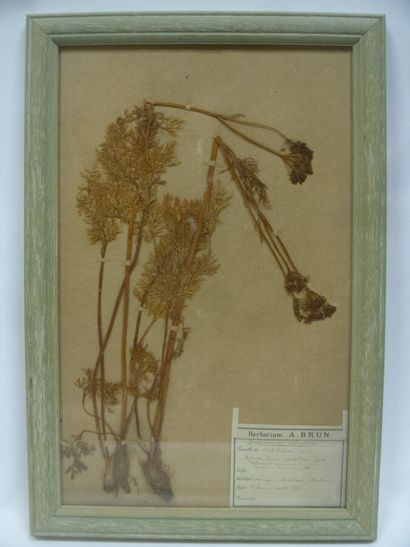 Un cadre vitré contenant une planche d'herbier...