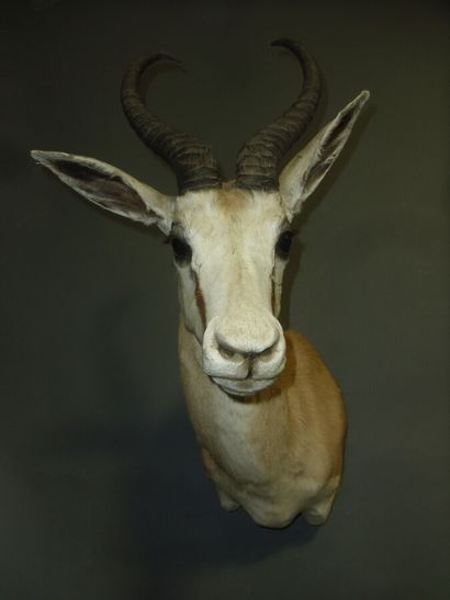 Gazelle springbok (Antidorcas marsupialis)...